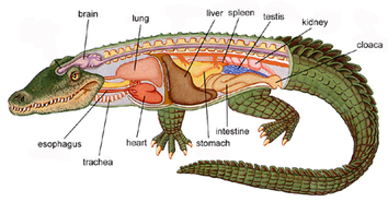 Crocodiles - circulatory 101
