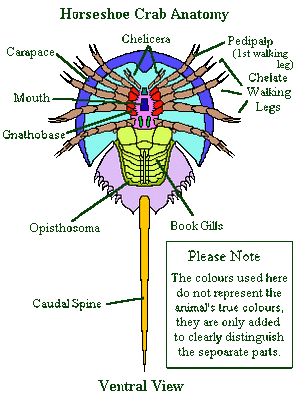 Horseshoe Crab - circulatory 101
