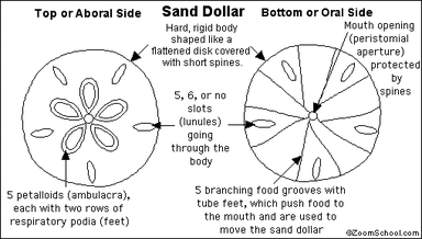 Sand Dollar - circulatory 101